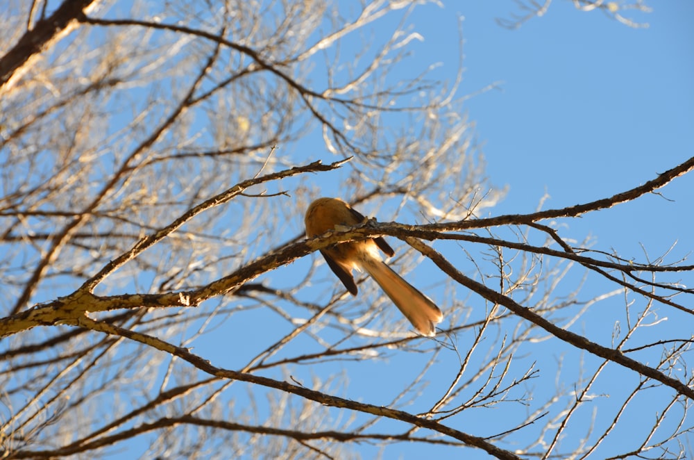 a bird sitting on a branch of a tree