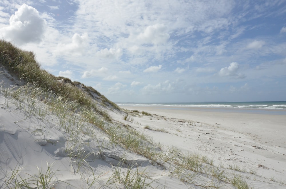 a sandy beach with grass growing out of the sand