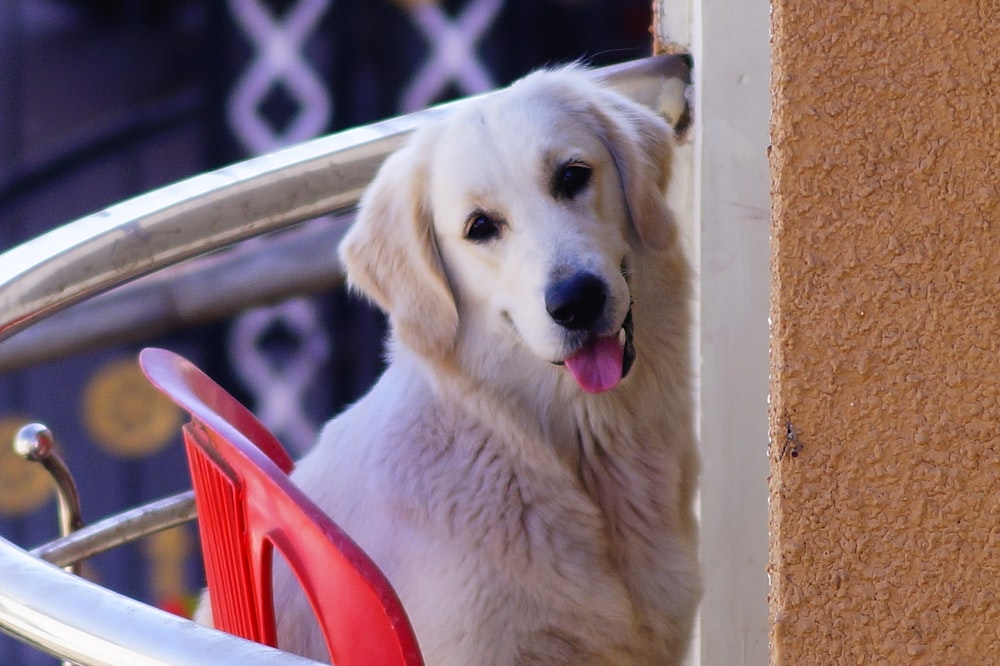 a white dog sticking its head out of a window