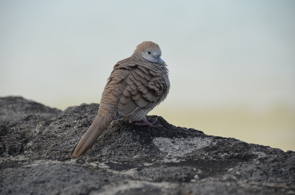 a bird sitting on top of a rock