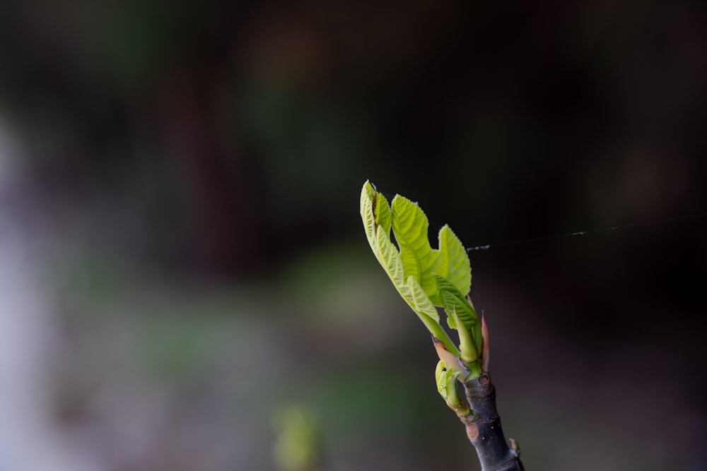 a branch with a green leaf on it