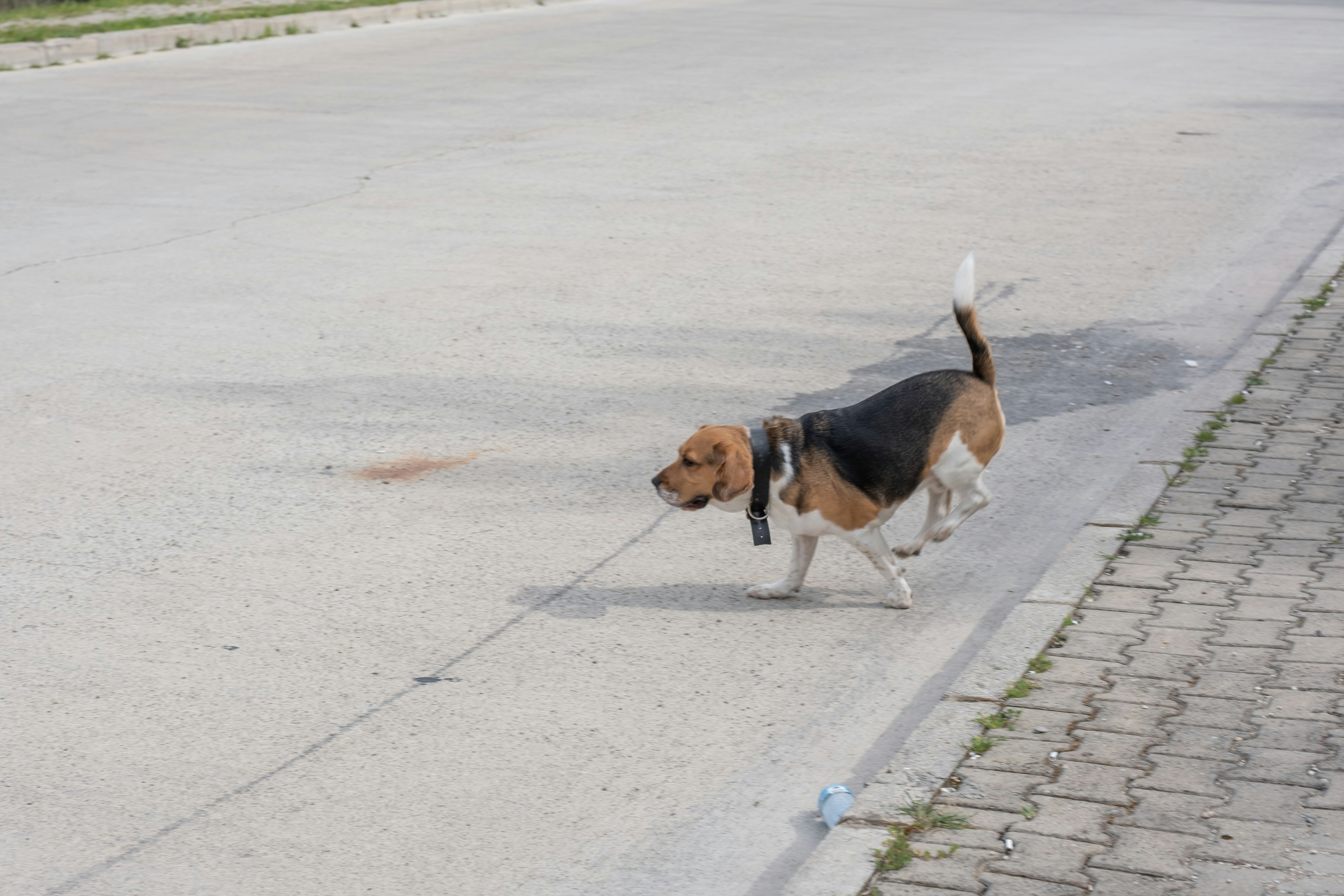 a beagle dog walking down the street with a leash