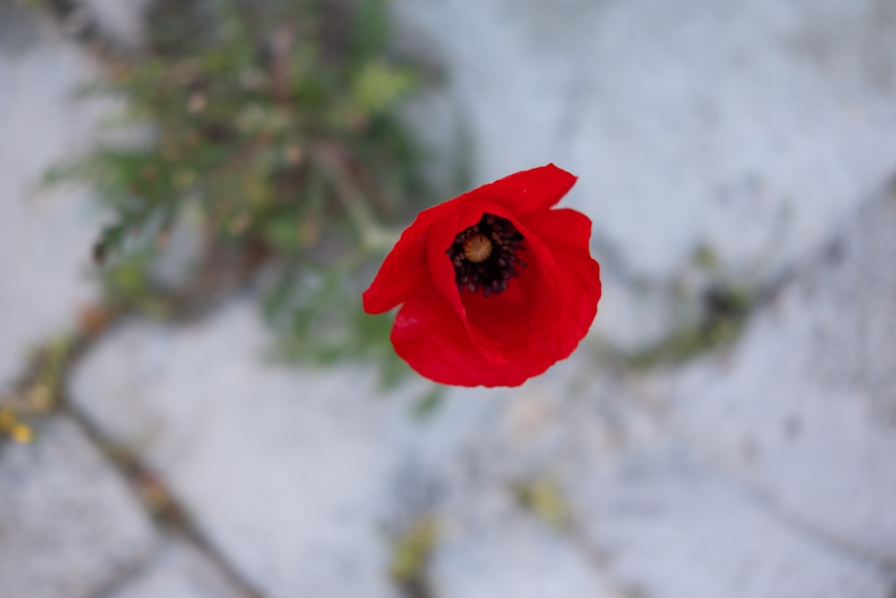 a single red flower on the ground