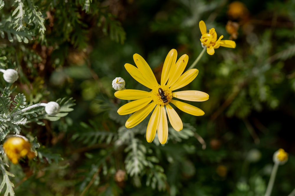 a close up of a yellow flower on a plant