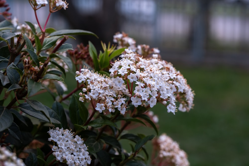 a close up of a bush with white flowers