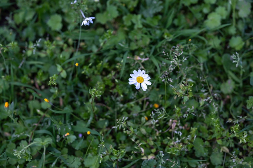 a single white flower in a field of green grass