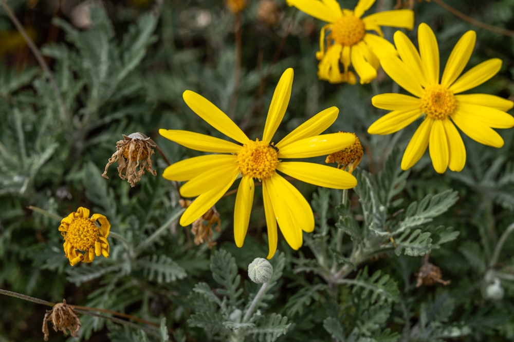 a group of yellow flowers in a field