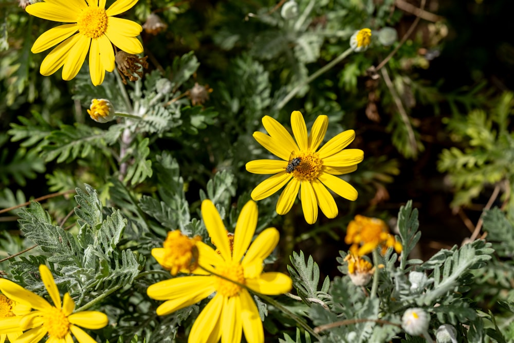 a group of yellow flowers with green leaves