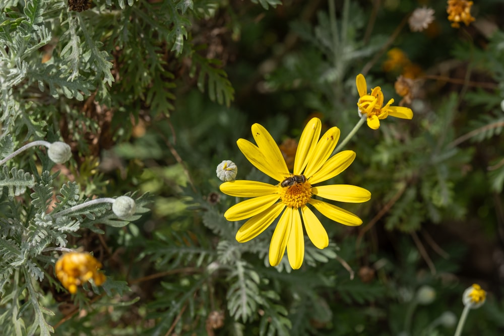 a yellow flower with a bee on it