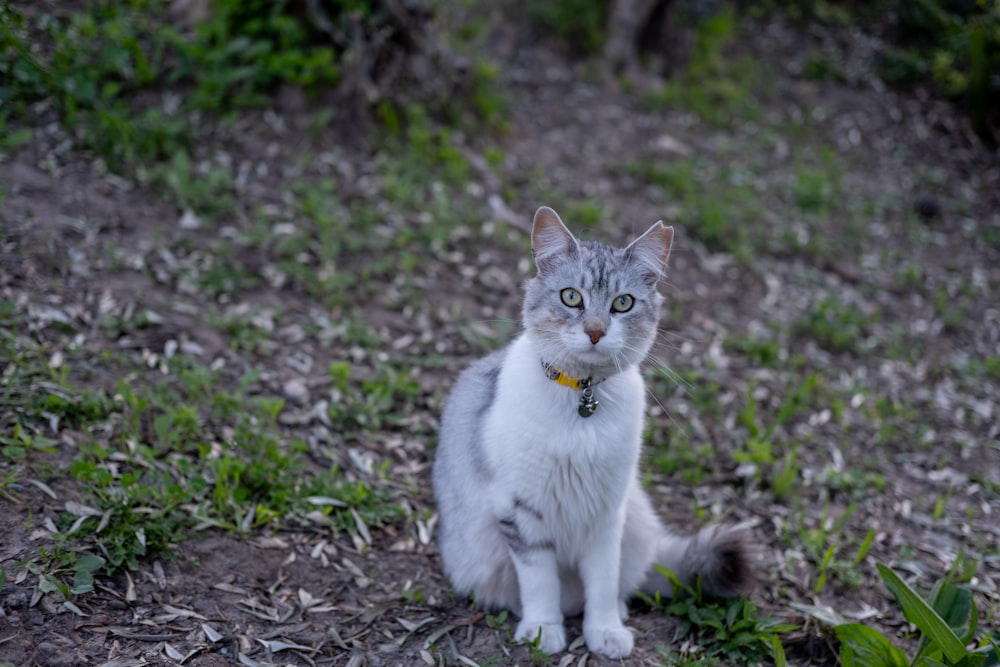 a gray and white cat sitting in the grass