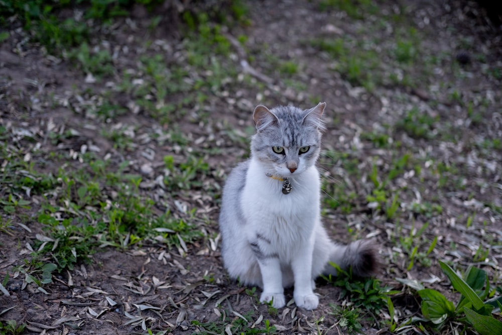 um gato cinza e branco sentado na grama