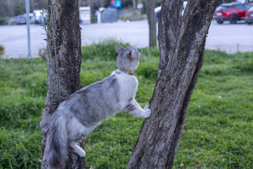 a grey and white cat climbing up a tree