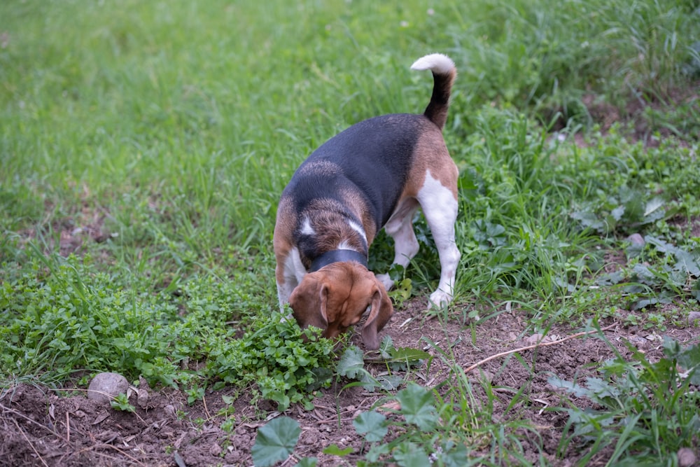 a beagle puppy sniffing a plant in a field