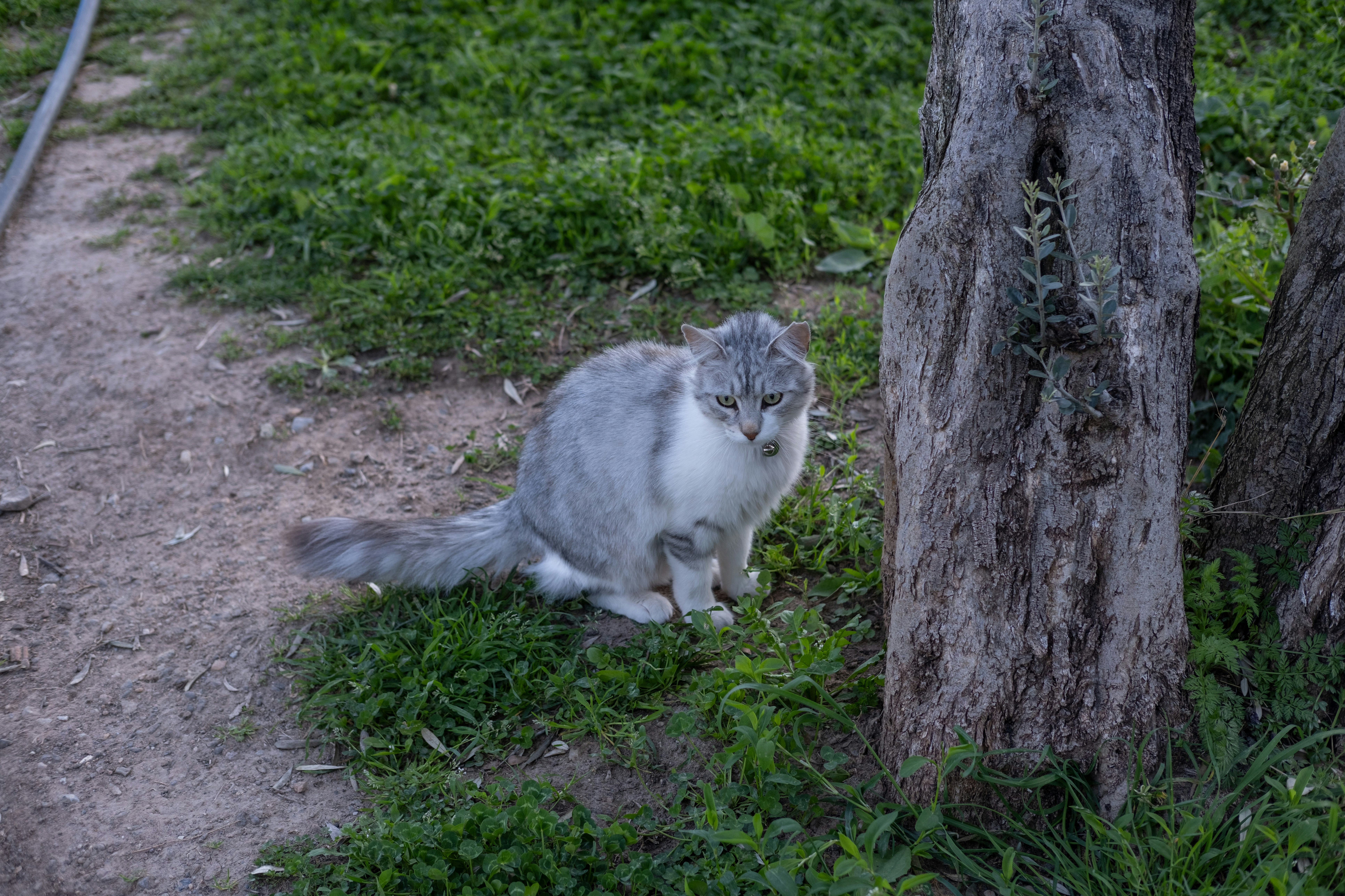 Photo by izafi