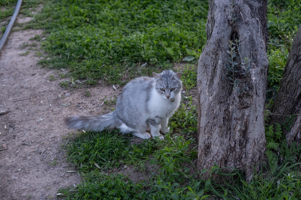 a gray and white cat sitting next to a tree