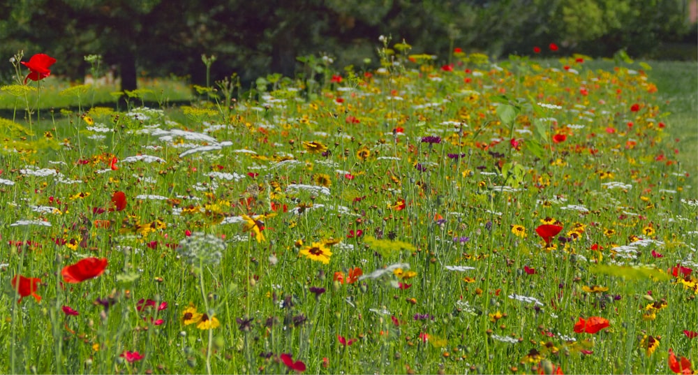 a field of wildflowers and other wild flowers