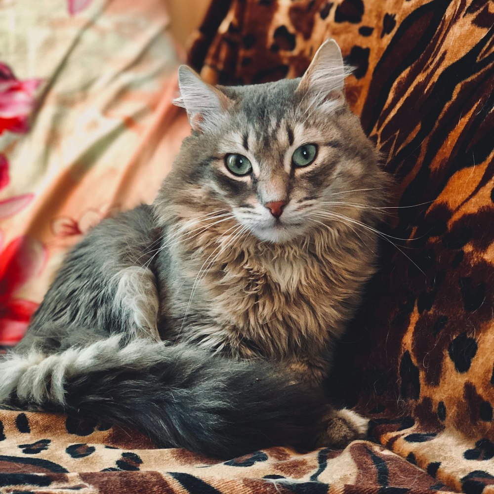 a cat sitting on top of a leopard print couch