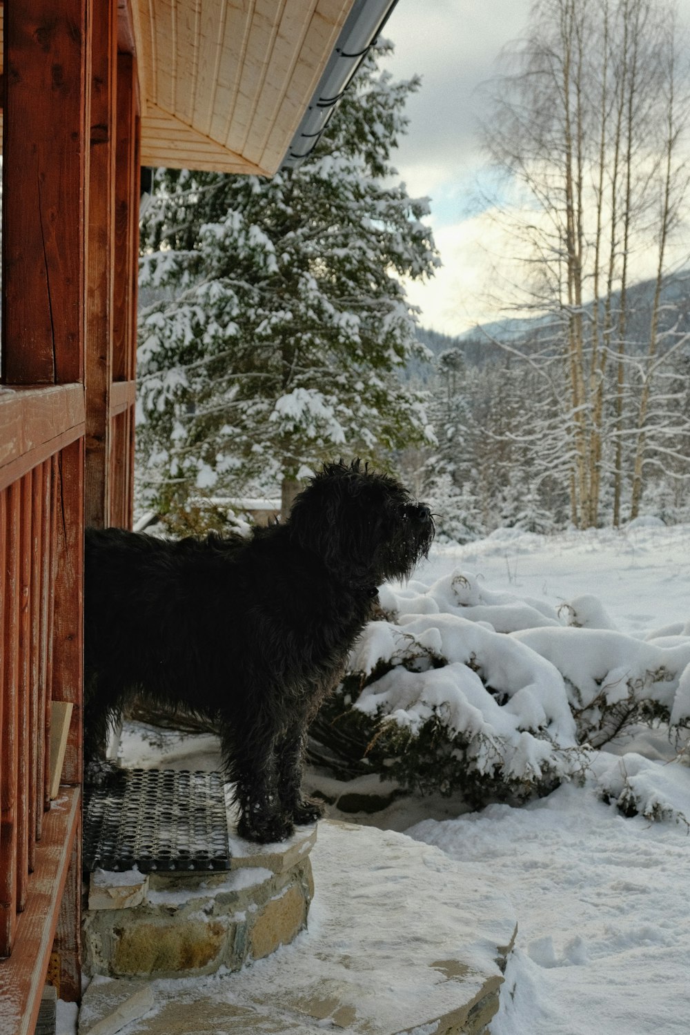 a dog standing on a porch in the snow