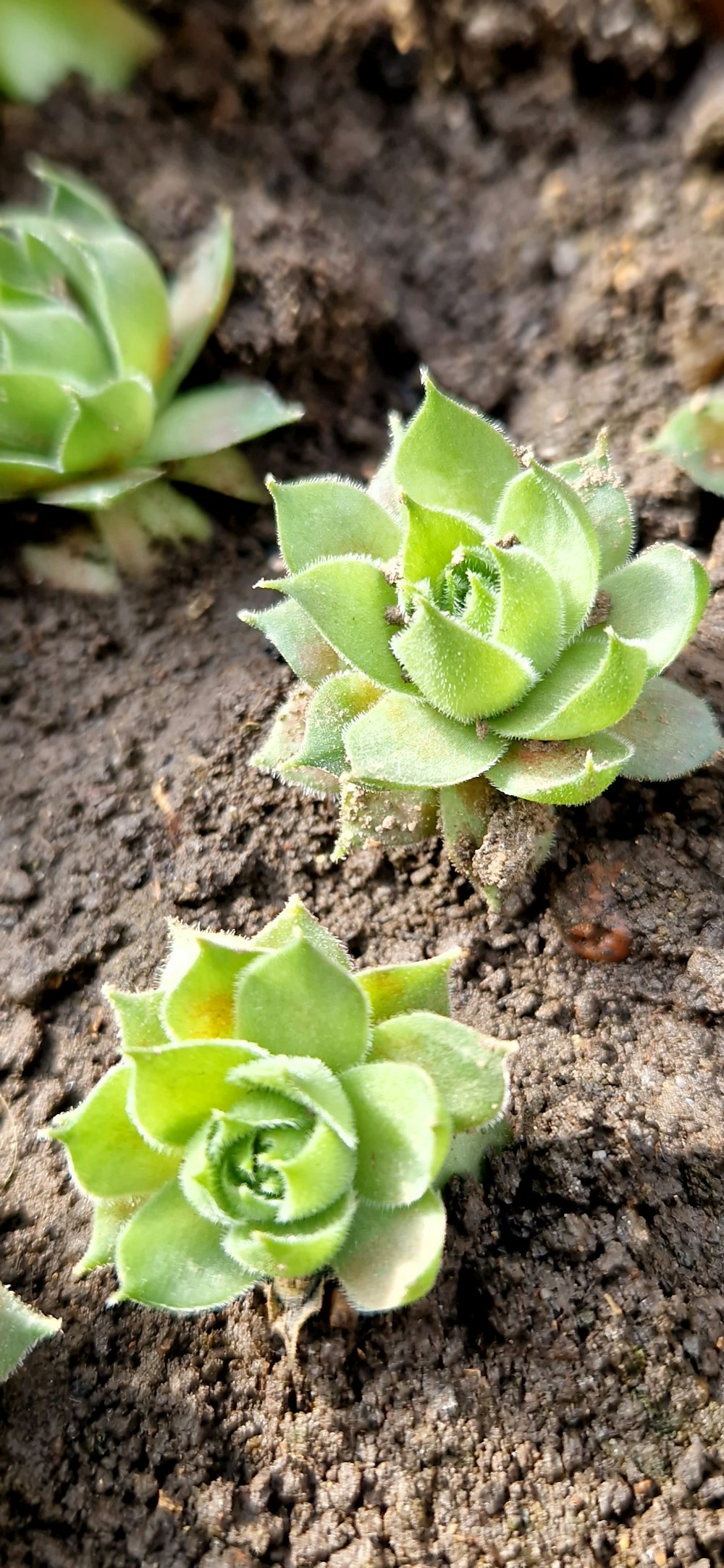 a group of small green plants growing out of the ground
