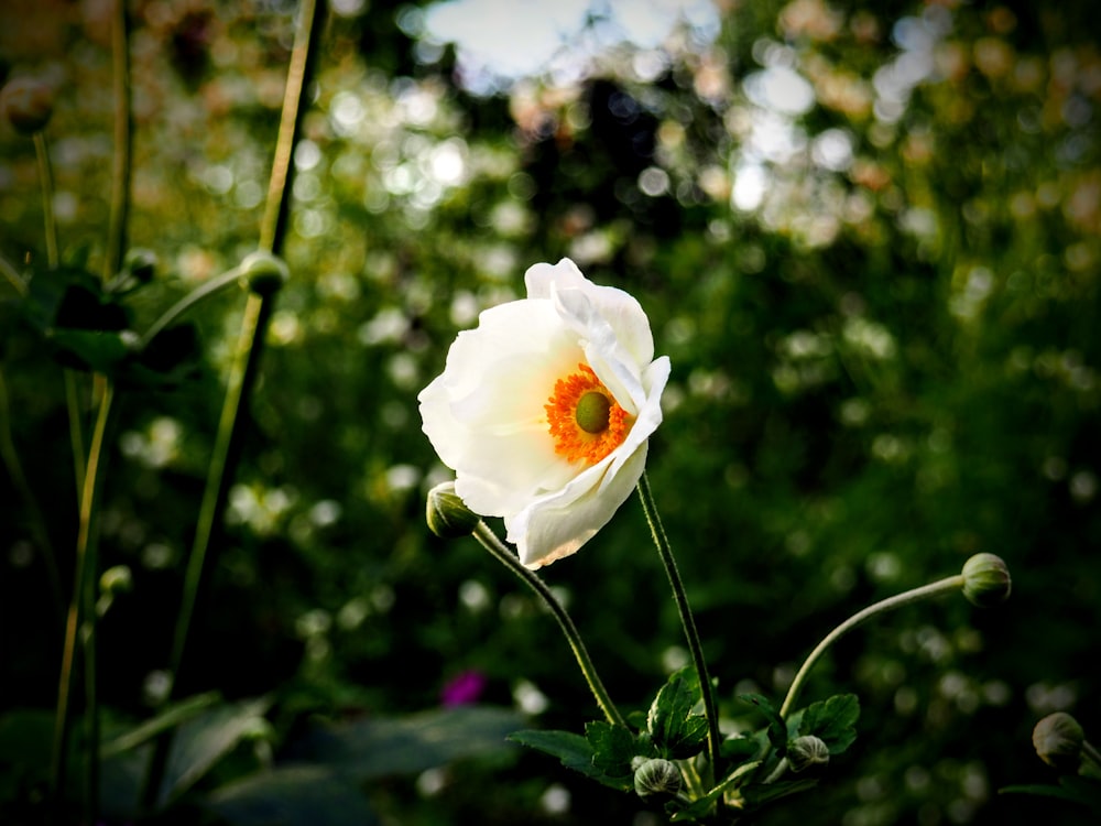 a white flower with an orange center in a garden