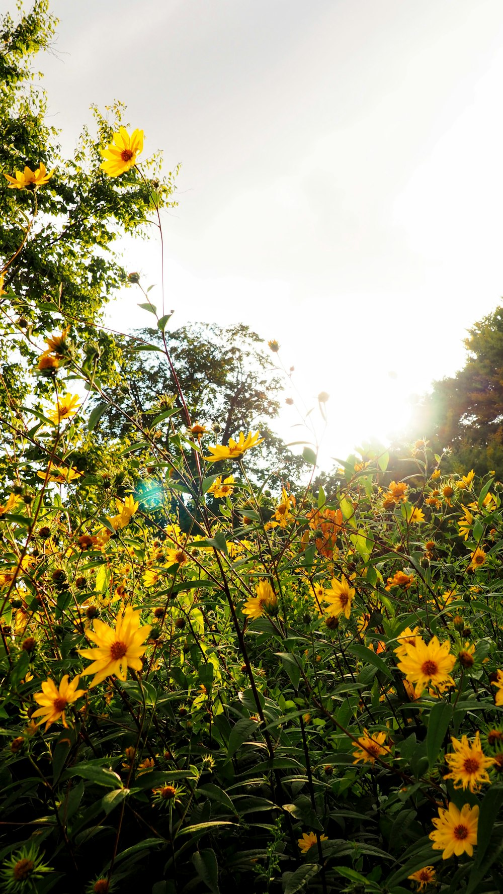 a field of yellow flowers with the sun in the background