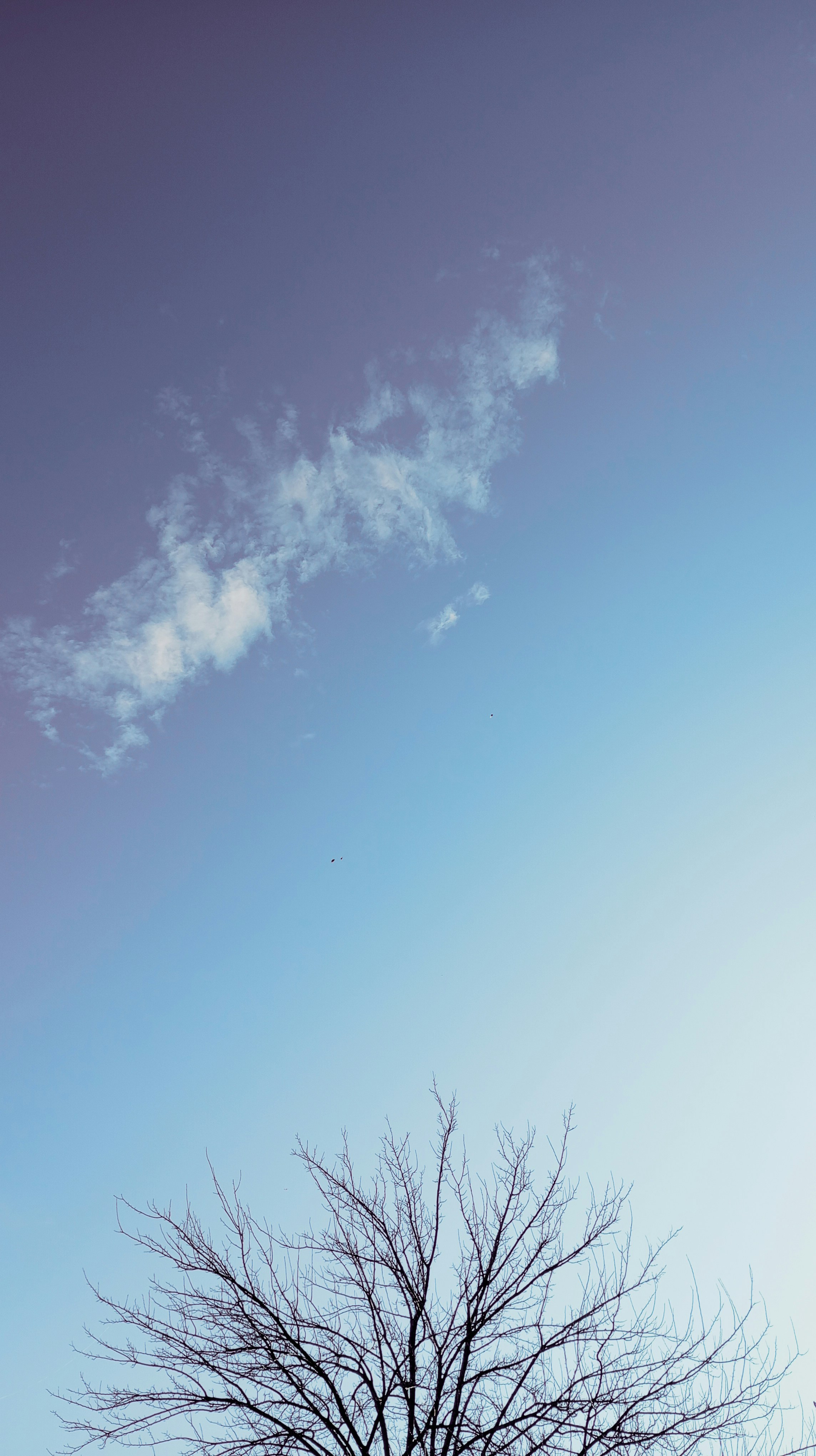 a tree with no leaves in front of a blue sky