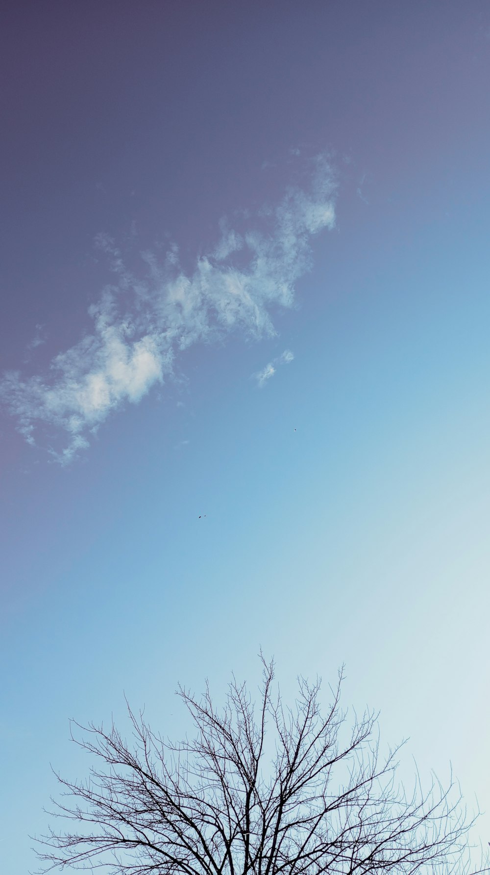 a tree with no leaves in front of a blue sky