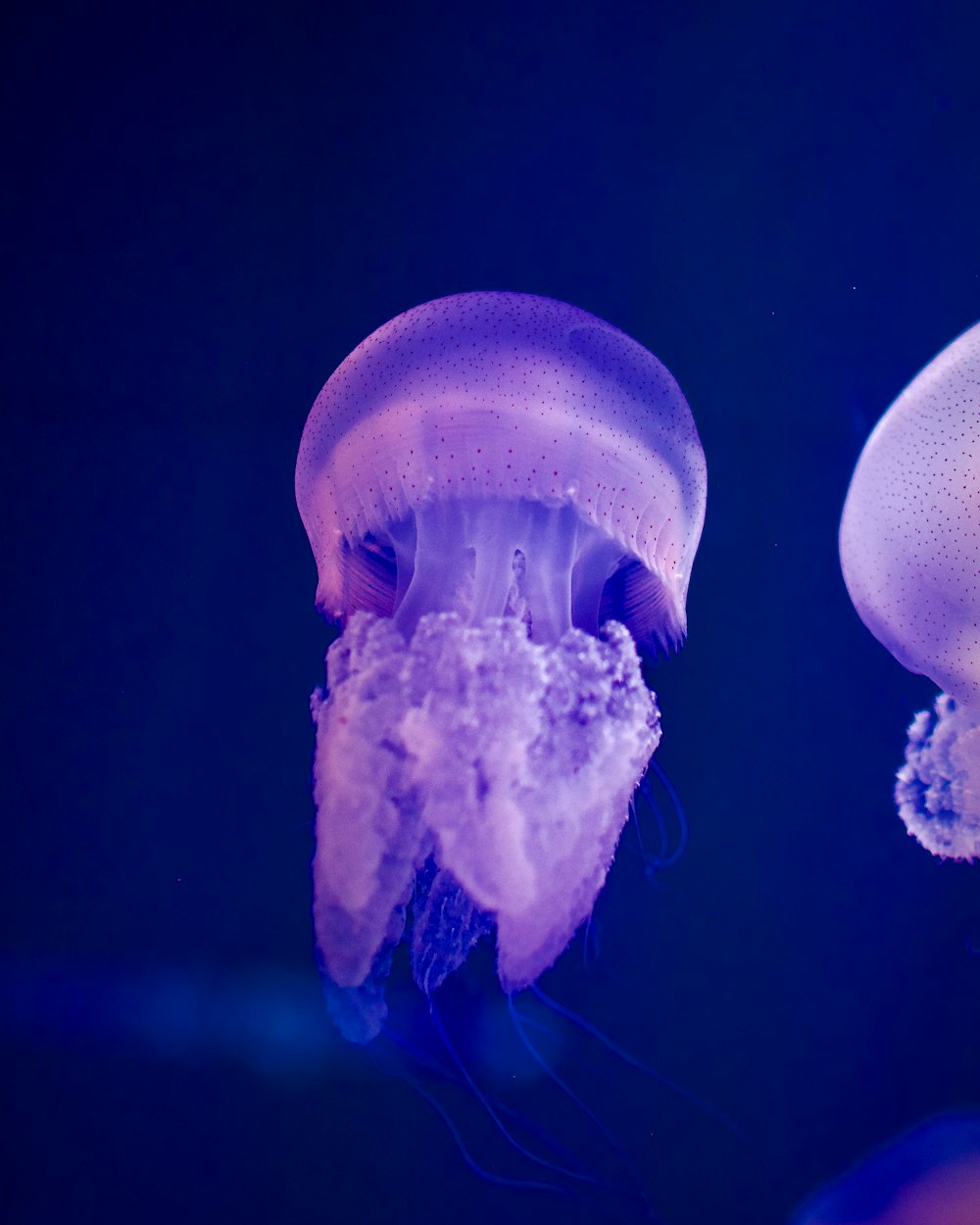 a close up of two jellyfish in a tank