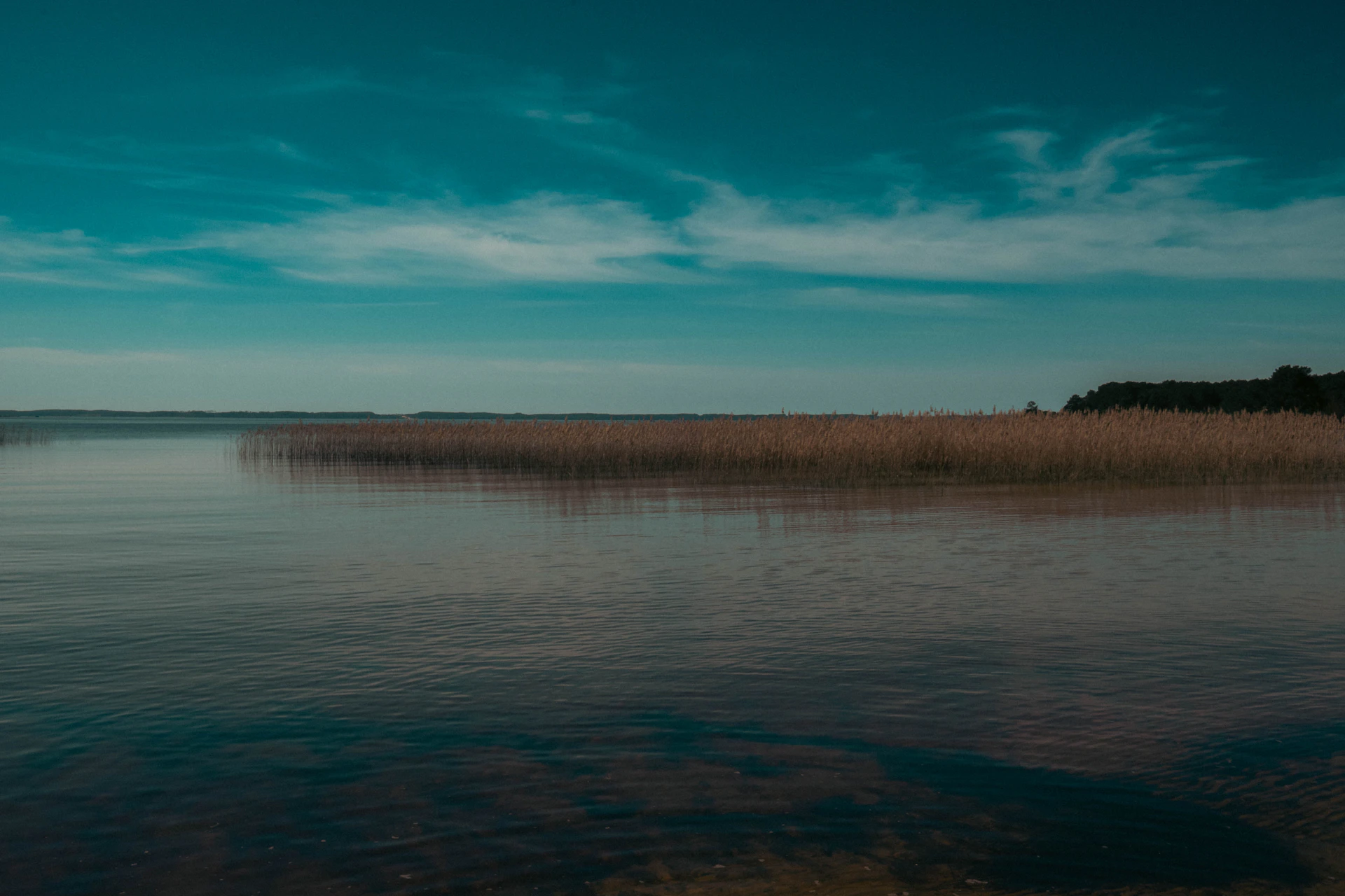 a body of water surrounded by tall grass