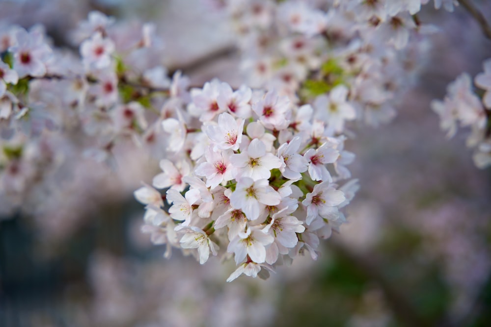 a close up of a bunch of flowers on a tree