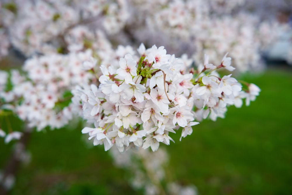 a bunch of white flowers in a field