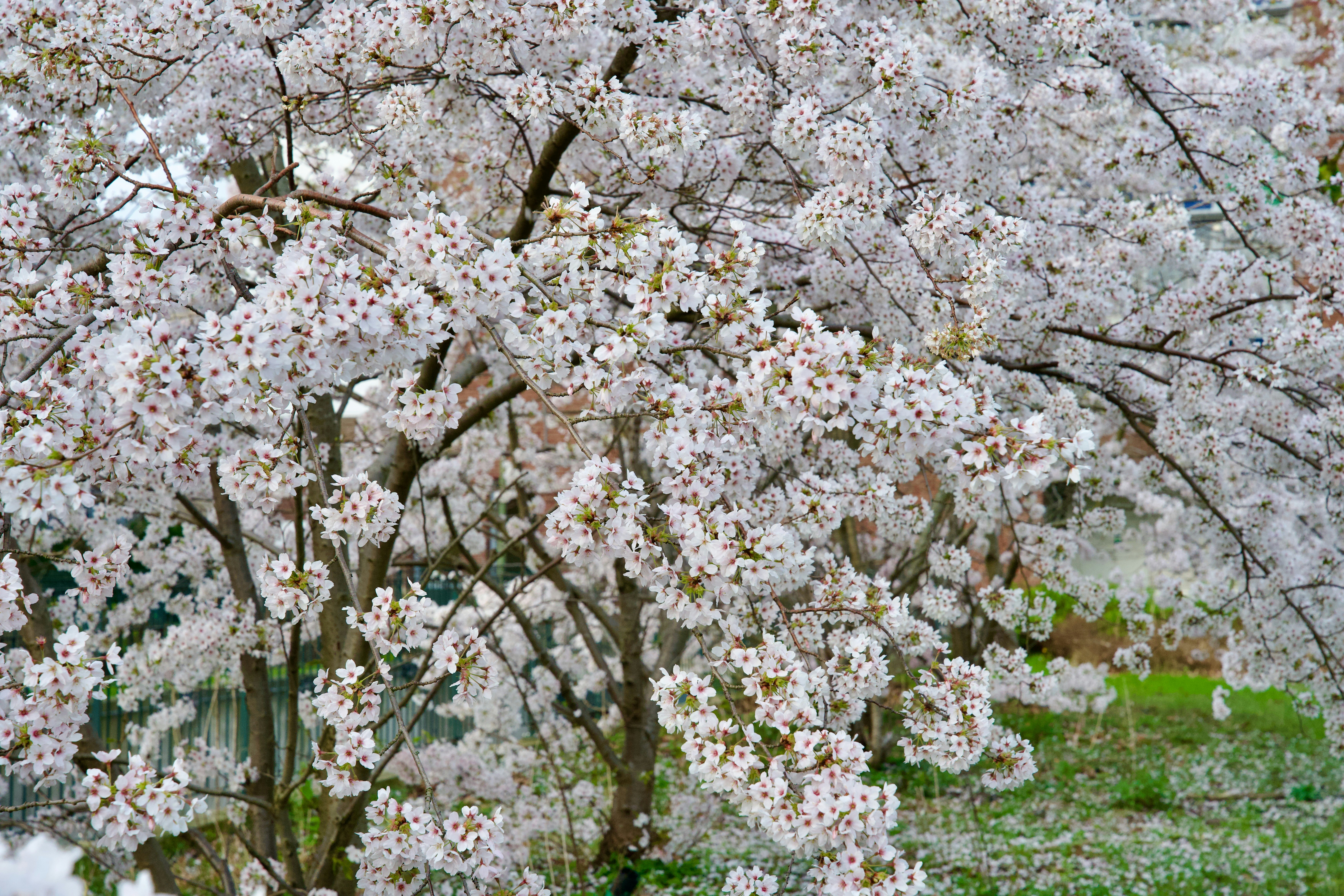 a tree with white flowers in a park