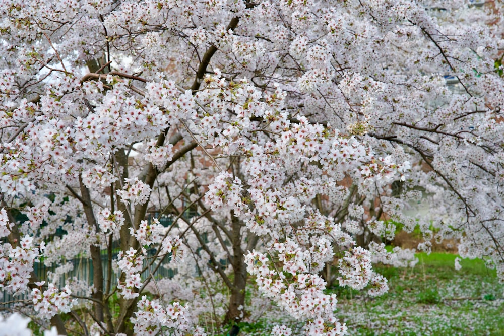 un arbre avec des fleurs blanches dans un parc