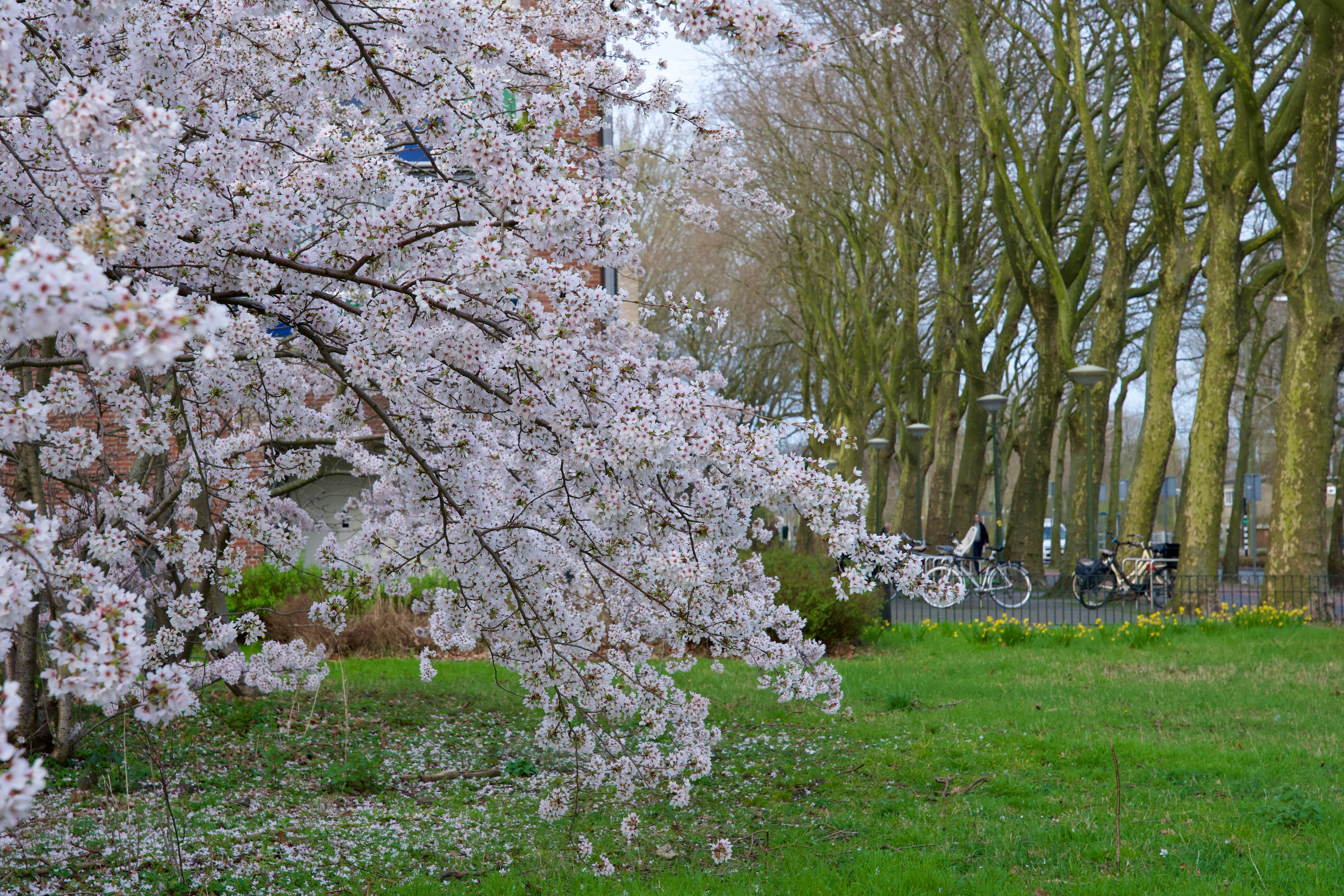 Photo by kingsukpasari