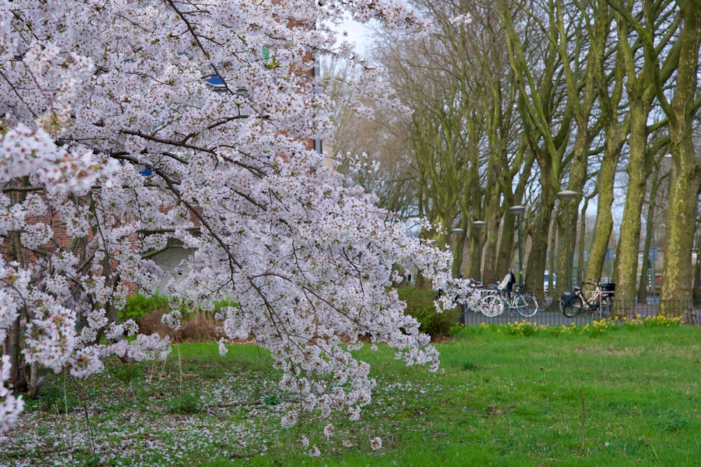 a couple of trees that are in the grass