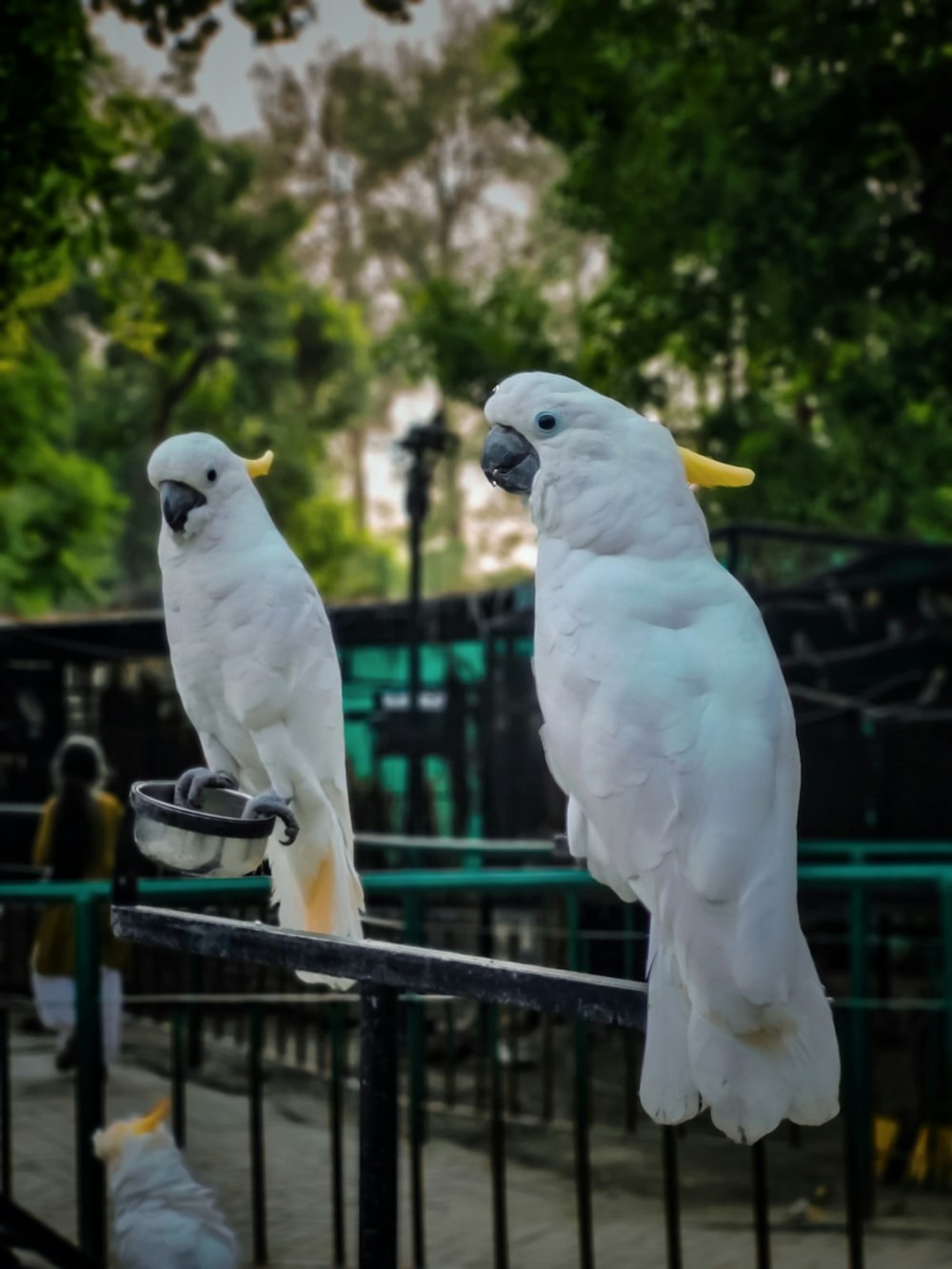 two white birds perched on top of a fence