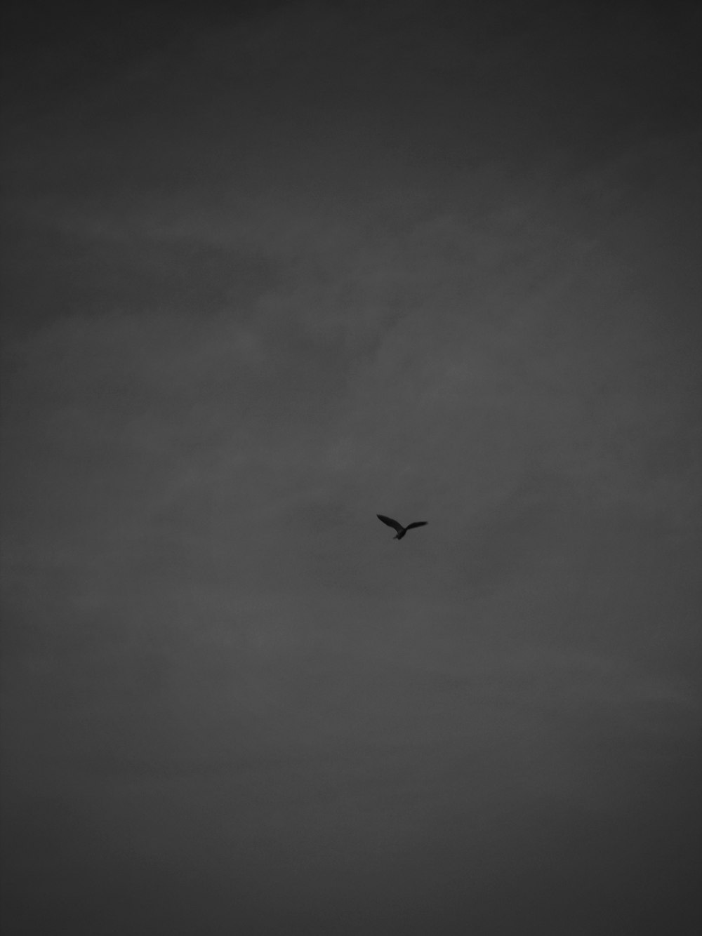 a black and white photo of a bird flying in the sky