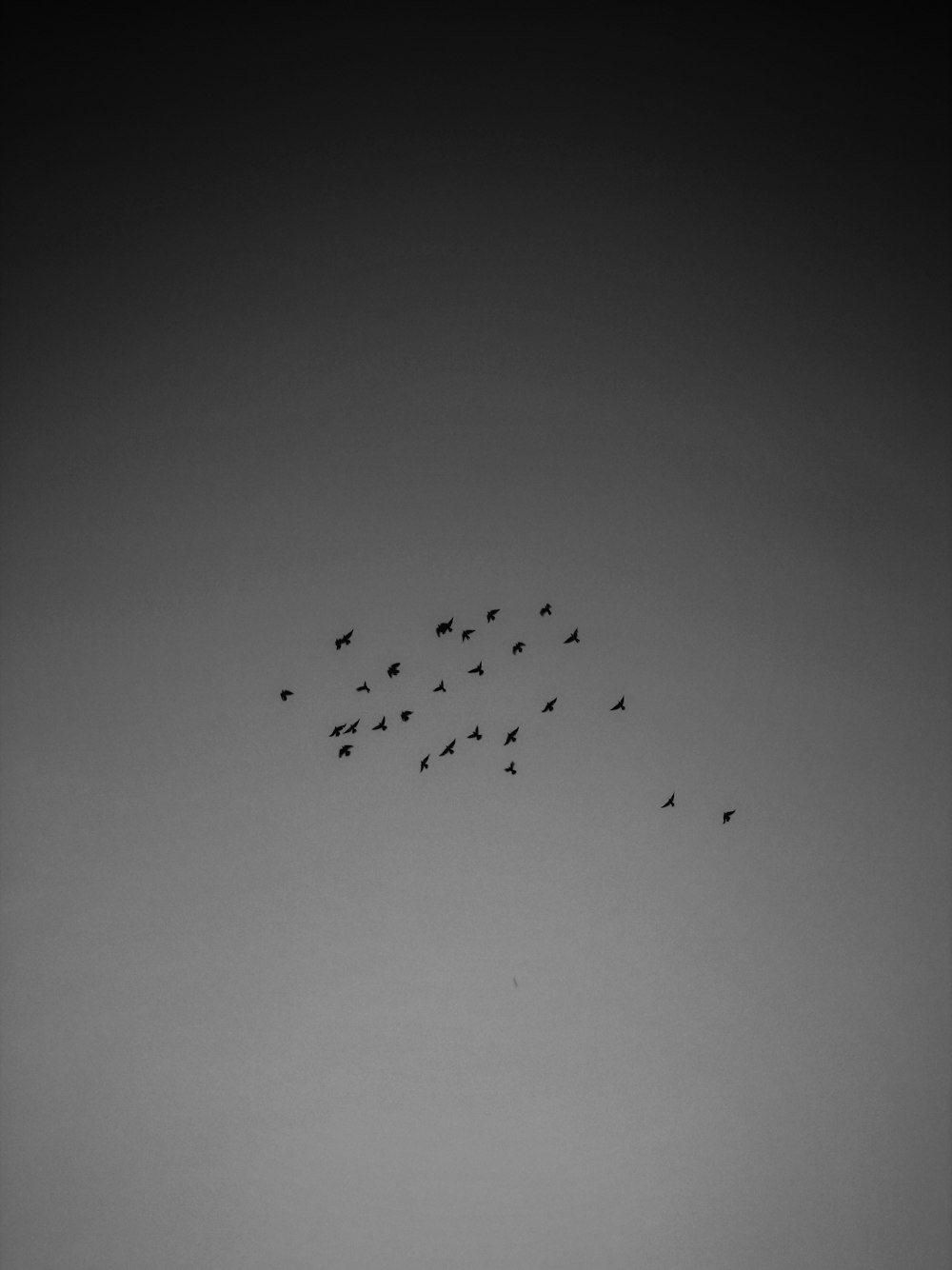 a flock of birds flying through a gray sky