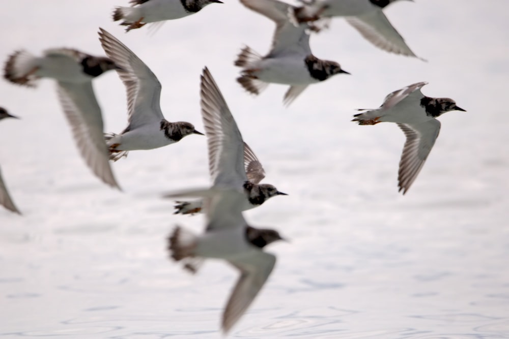 a flock of birds flying over a body of water