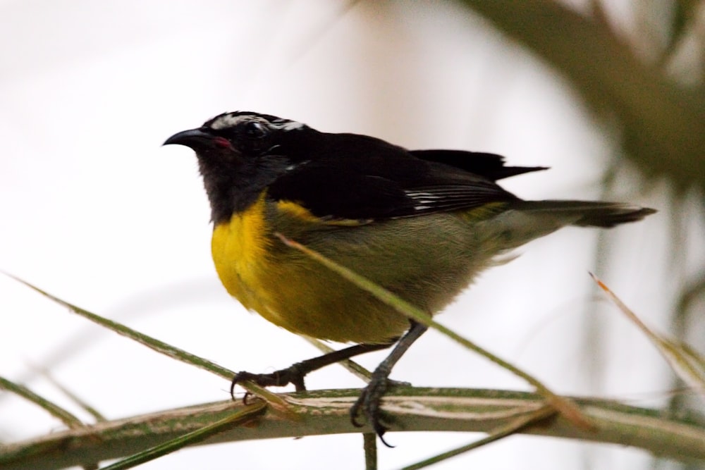 un pequeño pájaro amarillo y negro posado en una rama