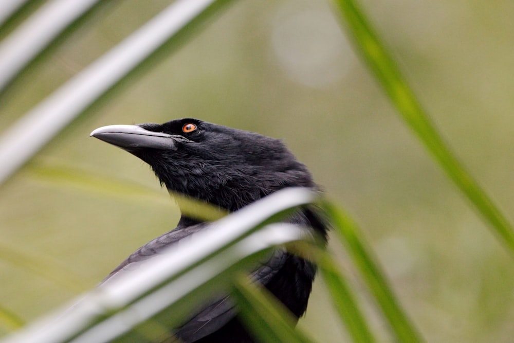 a close up of a black bird with a red eye