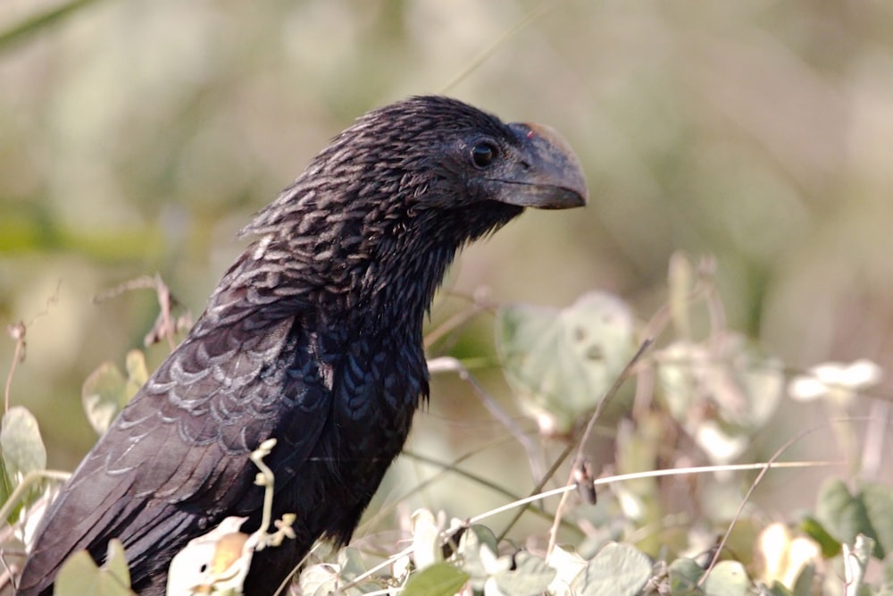 a black bird sitting on top of a lush green field