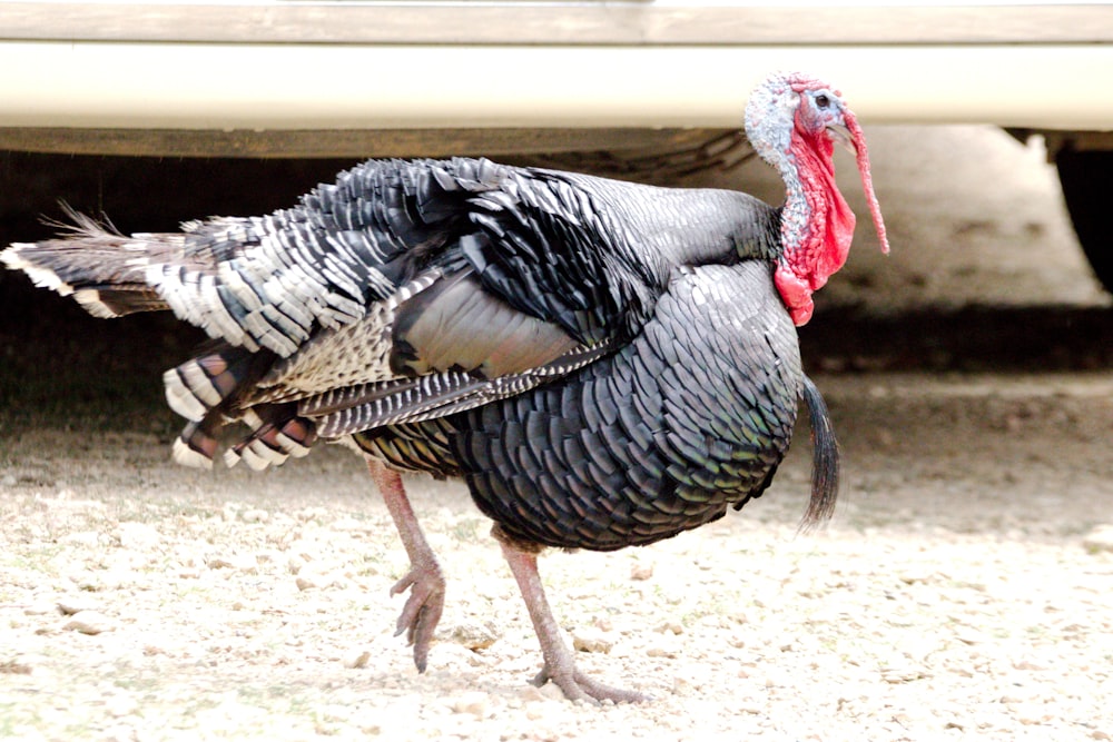 a turkey is standing in front of a car