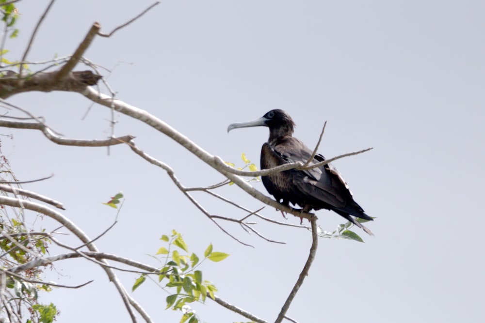 a black bird sitting on top of a tree branch