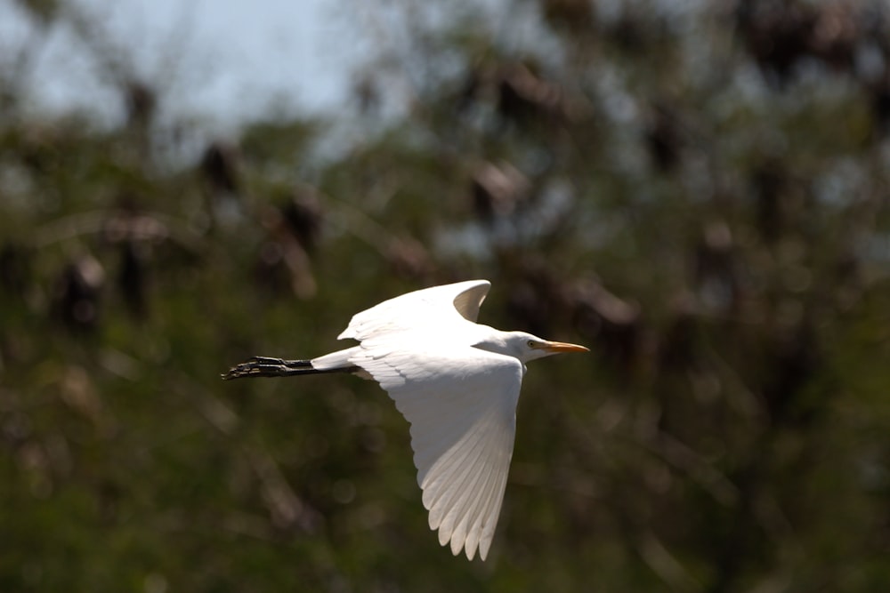 a white bird flying over a forest filled with trees