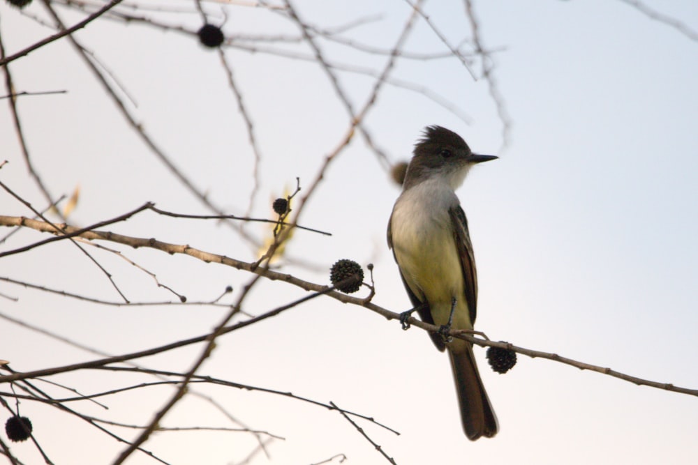 un pájaro sentado en la rama de un árbol