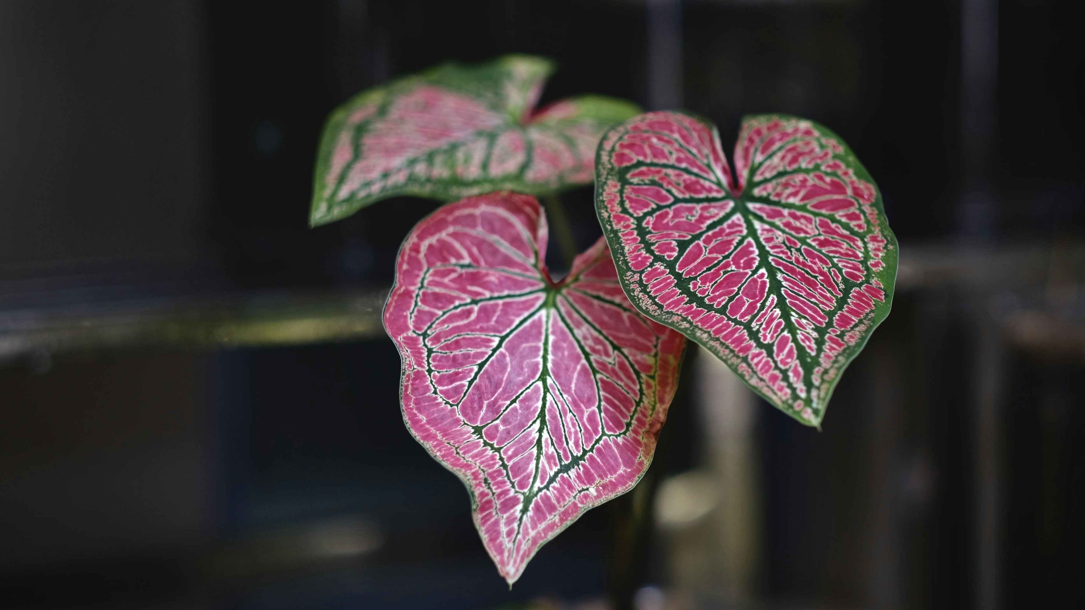 a close up of a plant with pink and green leaves