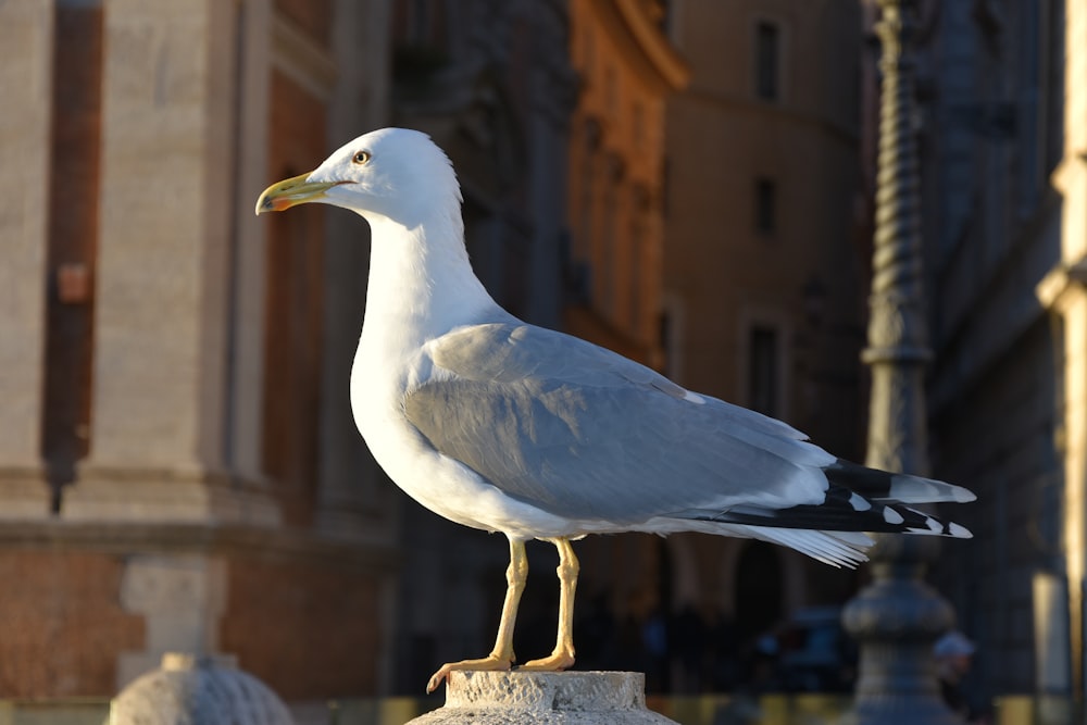 una gaviota parada en un poste frente a un edificio