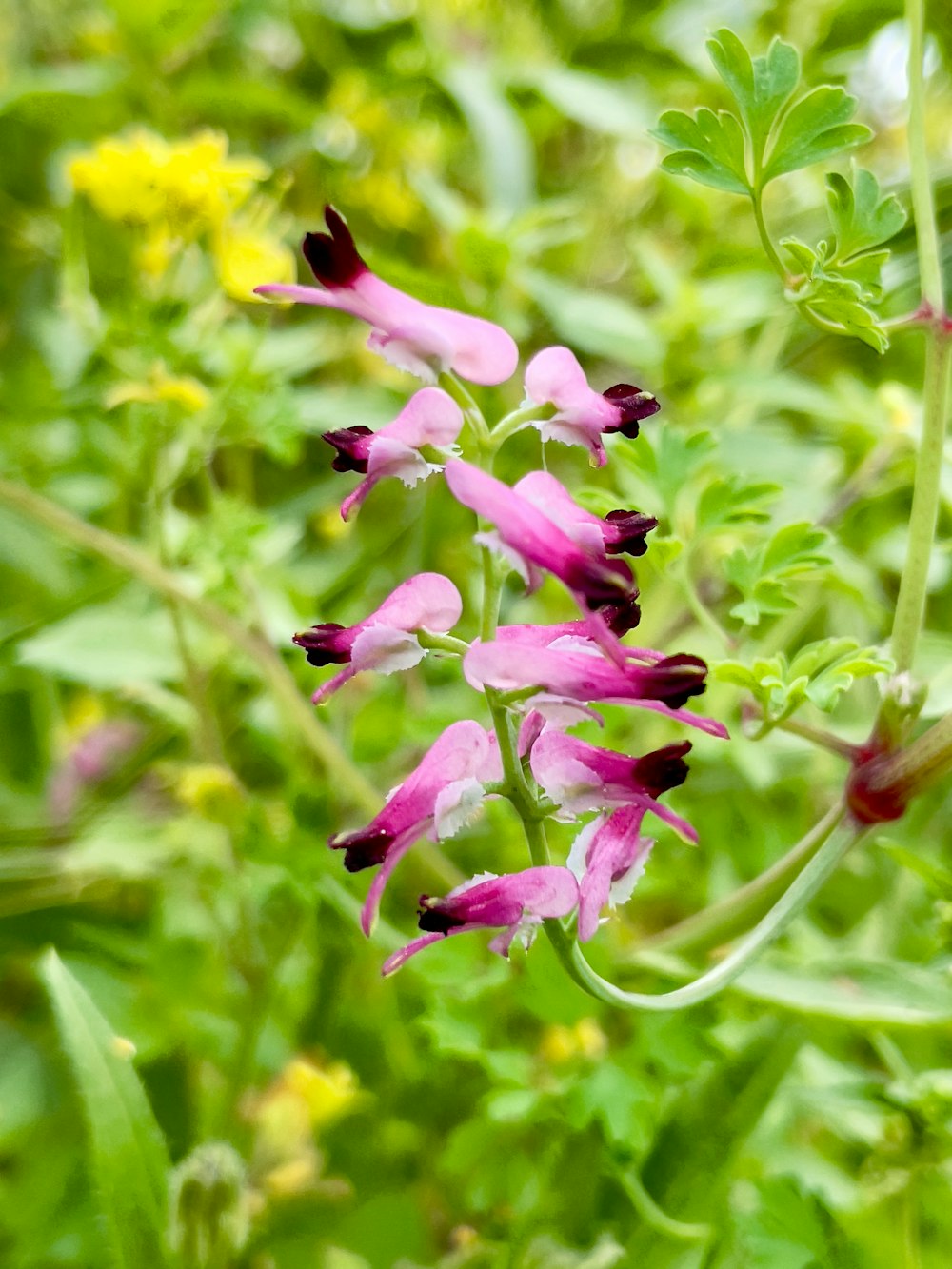 a close up of a pink flower in a field