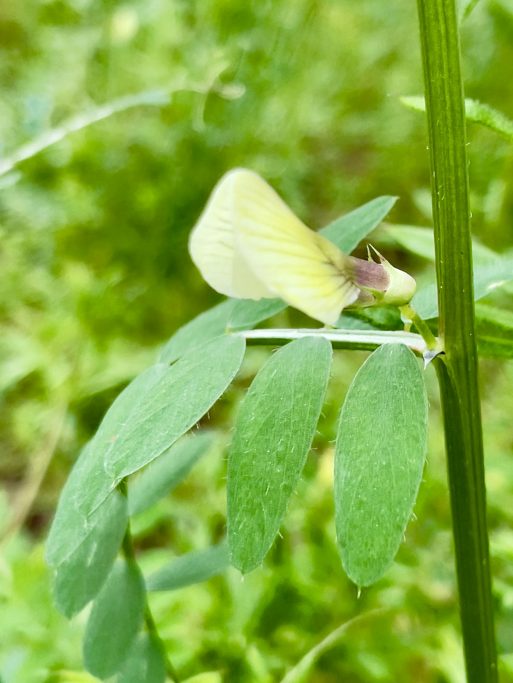 a yellow butterfly sitting on top of a green leaf